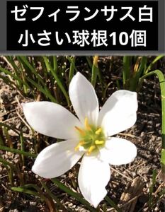 送料73円ゼフィランサス　白　球根10個　たますだれ　タマスダレ