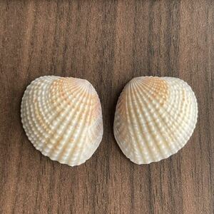 アラスジケマン 二枚貝 マルスダレガイ科 貝殻　シェル　かいがら　貝　標本　貝殻標本　標本箱　shell コレクション Gafrarium tumidum