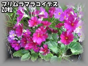 M-5 プリムラ・マラコイデス/化粧桜 20粒 花の種 2022年採種 その２