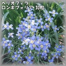 ヘリオフィラ・ロンギフォリア 30粒 花の種 2023年採種 202329_画像1