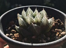 H. calva (H. venetia v. calva), Wilgerfontein / 多肉植物 ハオルチア カルヴァ Haworthia_画像4