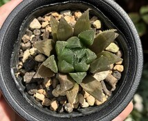 H. sabita, IB06953, Majamanini, 19 km SW of King William's Town / 多肉植物 ハオルチア サビタ ピリフェラ Haworthia_画像5