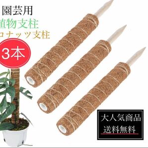 新品未使用品　30cm植物支柱3本セット　園芸支柱　モンステラ支柱　ヘゴ支柱