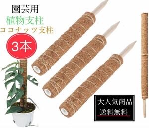 新品未使用品　30cm植物支柱3本セット　園芸支柱　モンステラ支柱　ヘゴ支柱