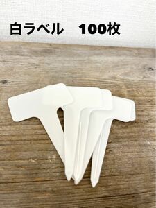 新品未使用品　白T字ラベル　100枚　プランツタグ　植物ネームラベル　植物タグ　植物ネームプレート