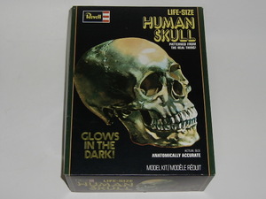 レべル HUMAN SKULL ヒューマンスカル　実物大頭蓋骨 組み立てキット