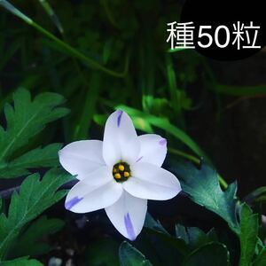 ハナニラの種　50粒　ニラハナ　即購入ok