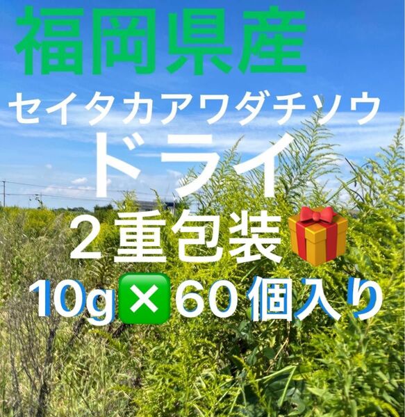 福岡県産　セイタカアワダチソウドライ　10g×6個入り×１０袋　一つ一つ2重包装　とってもよい香り〜入浴剤に〜癒し〜