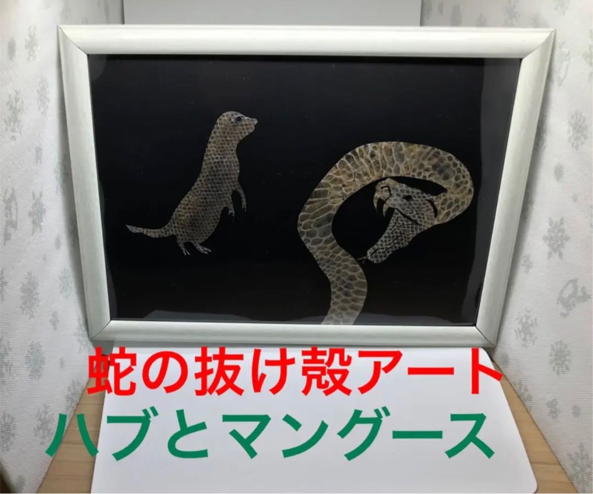 2023年最新】ヤフオク! -mongoose マングース(ホビー、カルチャー)の