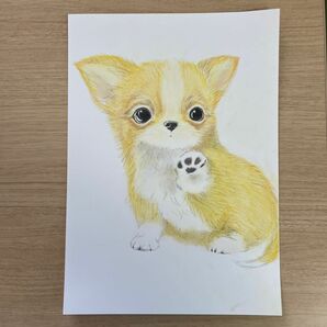 A4サイズ　チワワ　子犬　色鉛筆画　パステル画　原画