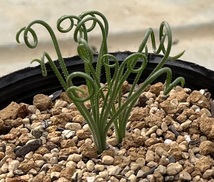 アルブカ　ナマクエンシス　Albuca namaquensis　_画像3