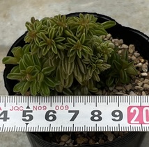 ペペロミア　Peperomia nivalis var.compacts “Twins”　（成長点が綴化します）_画像4