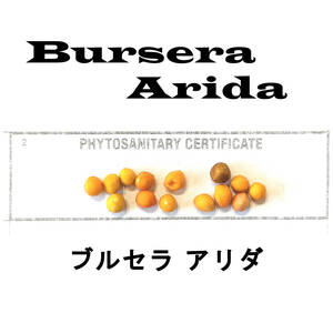 10月入荷 10粒 ブルセラ アリダ BURSERA ARIDA 種子 種