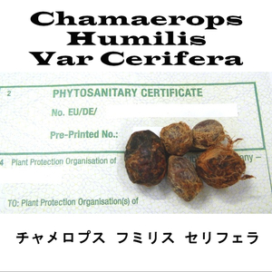 9月入荷 200粒+ セリフェラ チャメロップス フミリス 種子 種 チャメロプス