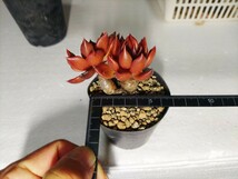 １円スタート　多肉植物エケベリア属　ブラックプリンス　かなりいかつく育ってます。_画像3