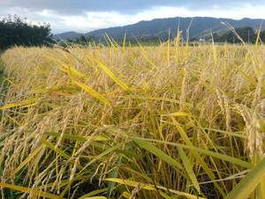 農家直送　新米　あきたこまち 玄米30kg 減農薬栽培　秋田県産 