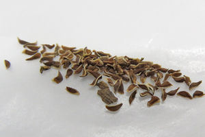 Hechtia bracteata семена 50 шарик (ε5)