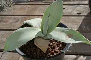 Agave ovatifolia Sierra Lampazos　③