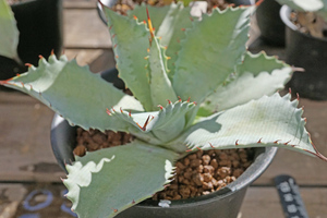 Agave ShawIst (Shawii×isthnensis)⑬