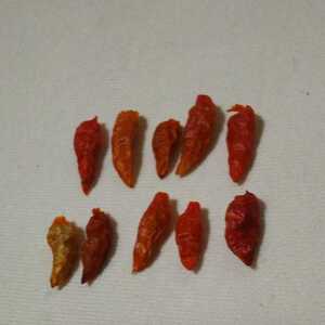  hard-to-find * ultra .* small .. various island * sulfur shima togarashi pepper. real ( dry )*10 bead 