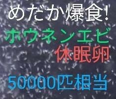 送料無料!　めだか爆食！高栄養価　ホウネンエビ　休眠卵　約50000匹相当　取説付　グッピー　金魚　熱帯魚　ミジンコ　メダカ　針子餌