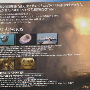 ■「BBC ガラパゴス DVD-BOX/3枚組」痛みあり/GALAPAGOS/ティルダ・スウィントン/ガラパゴス諸島/動物/植物/自然/ゾウガメ■の画像8