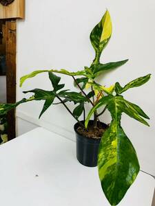 フィロデンドロンフロリダビューティー斑入りPhilodendron 'Florida Beauty' Variegated 3