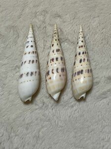 貝殻　タケノコガイ　3個
