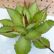 2310-50 【胴切りの天】アガベ ボビコルヌータ カウズホーン 中斑 Agave bovicornuta 'Cows Horn'_画像6