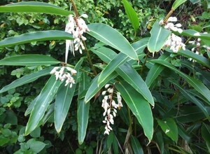 植物・月桃　ゲットウ　種子 3個（玉） タネ　沖縄 ハーブ　げっとう