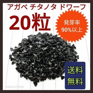 【即購入可】アガベ　チタノタドワーフ種子　20粒