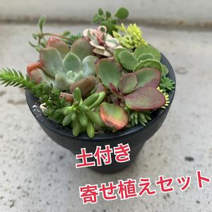 送料込み　多肉植物 寄せ植えセット　1パック　韓国苗　セダム　土　ポット　ちまちま植え　エケベリア　