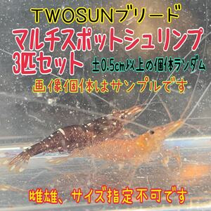 【レアです】マルチスポットシュリンプ　3匹セット！±0.5cm以上の個体、ランダムでお送りします。スラウェシシュリンプ