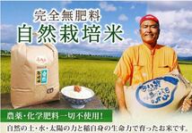 自然栽培米 でわのもち もち米 令和５年産 山形県産 庄内米 玄米 25kg(正味24.6kg)総重量24.9kg①_画像2