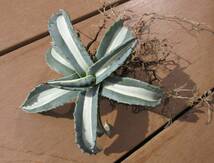 アガベ 華厳　agave americana medio alba_画像4