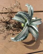 アガベ 華厳　agave americana medio alba_画像5