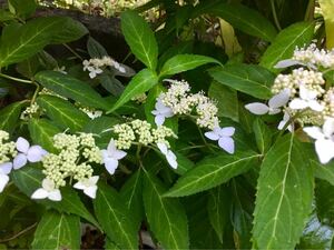 天城甘茶　17　可憐な白花　山あじさい　寒くなると落葉して茎だけになります　苔玉　盆栽　寄せ植え　アマチャ