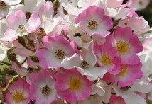 バレリーナ　つる　1　一重　房咲き　返り咲き　よく結実する　ハイブリッドムスク　オールドローズ　バラ　ばら_画像1