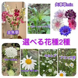 選べる花種　2種