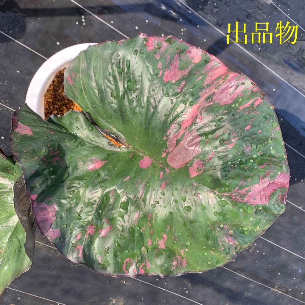 Colocasia 'White Lava'ホワイトラバコロカシア根元太い