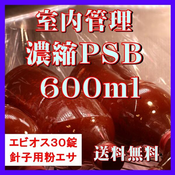 室内管理濃縮培養PSB600ml＋エビオス30錠＋針子用粉エサ＋培養説明書　光合成細菌、水質調整、バクテリア、めだか、針子などに