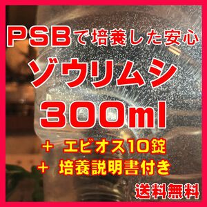 PSBで培養したゾウリムシ種水300ml＋エビオス10錠＋培養説明書　メダカの針子、稚魚、幼魚のエサに