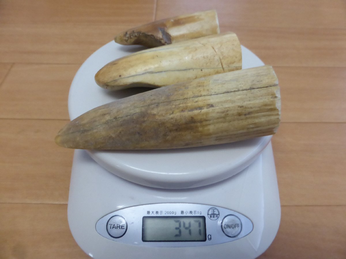 2023年最新】ヤフオク! -カバ牙の中古品・新品・未使用品一覧