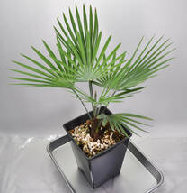 送料込み ストーンゲートパーム Trachycarpus princeps Blue-Silverトラキカルプス プリンセプス ブルーシルバー 耐寒ヤシ コンパクト個体_画像3