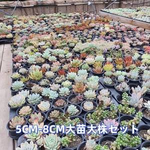 F10 多肉植物10苗セット5CM-8CM 特大苗大株 韓国苗 激レア高級美苗 観葉植物