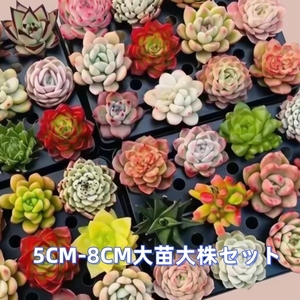 2A 多肉植物5苗セット5CM-8CM 特大苗大株 韓国苗 激レア高級美苗 観葉植物