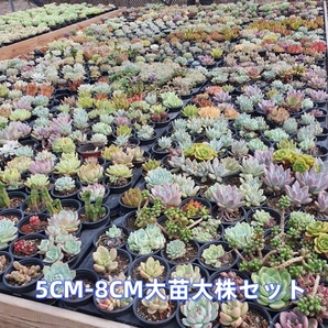 F16 多肉植物10苗セット5CM-8CM 特大苗大株 韓国苗 激レア高級美苗 観葉植物