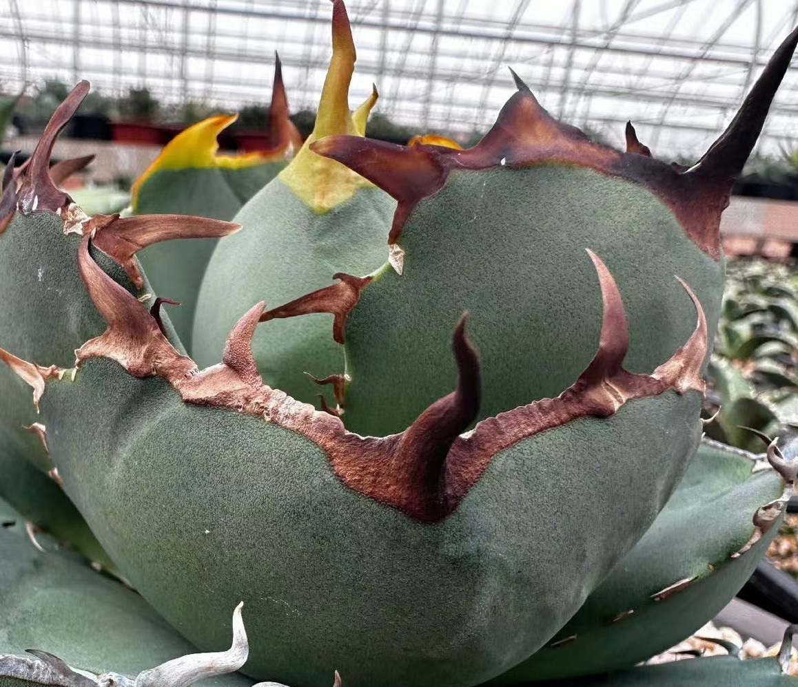 ヤフオク! -「台湾」(観葉植物) の落札相場・落札価格