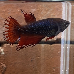  betta Crown tail female 01F0901-058 tropical fish organism 