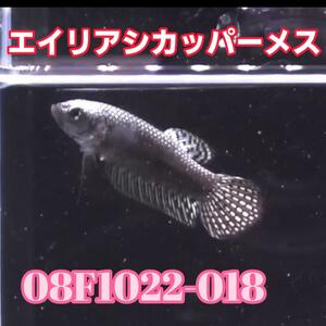 ベタ　ワイルド　メス　エイリアンカッパー　08F1022-018　 熱帯魚　生体